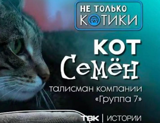 Наш кот Семён — герой сюжета